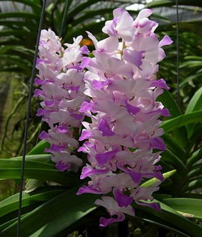 Как ухаживать за орхидеей Дендробиум 