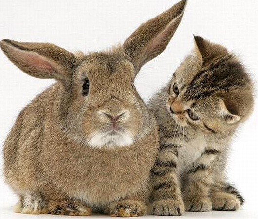 позитивные картинки с животными кролик с котенком