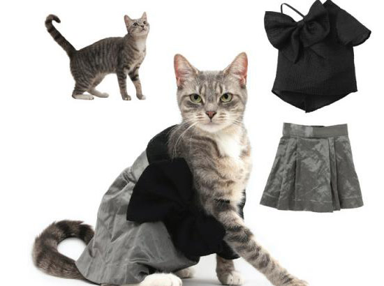 Модные кошки с бантом