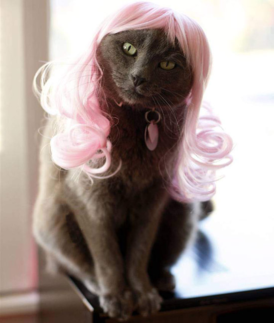Кошки в париках розовый