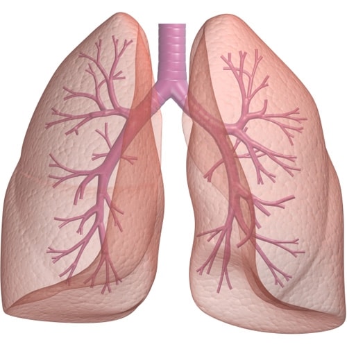 болезни органов дыхания